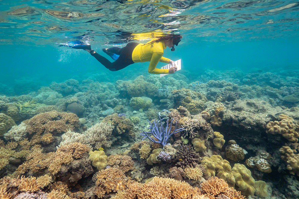 Citizen scientist on the Great Barrier Reef.