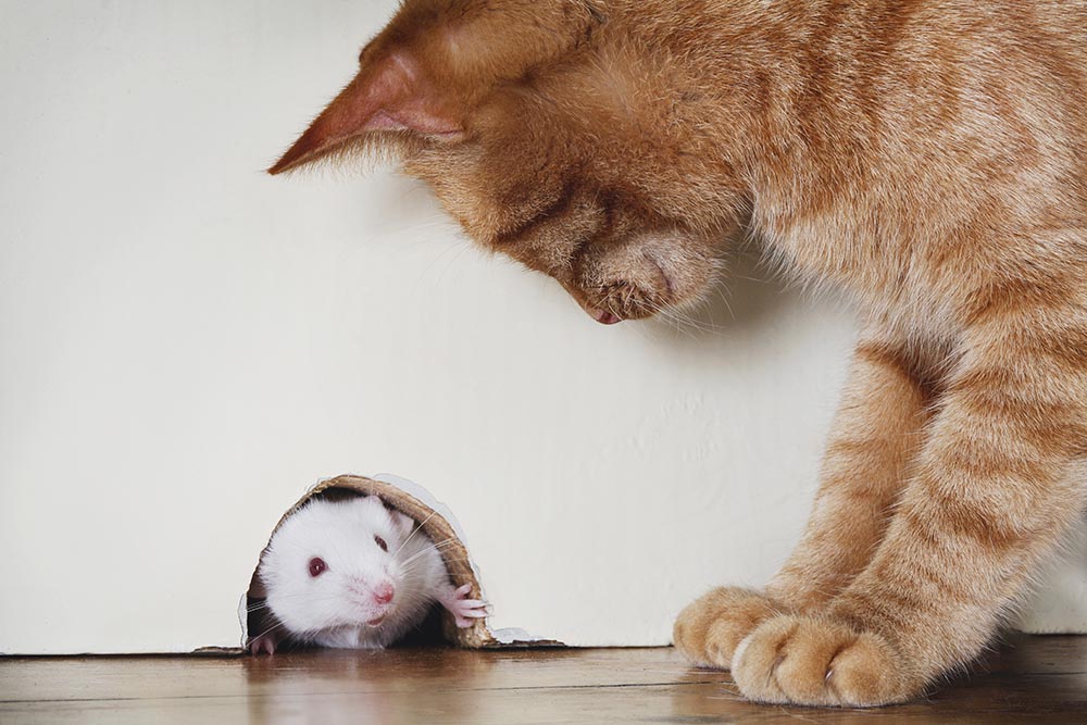 cat and mouse in a house