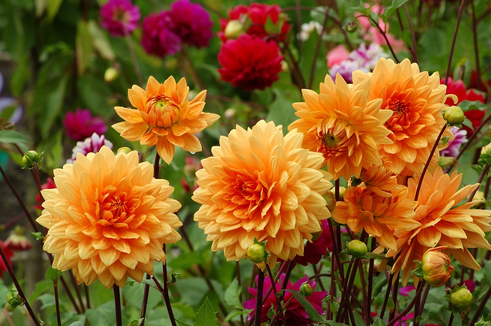 Dahlias 1000px