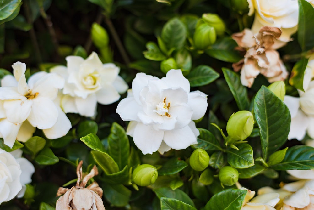 Gardenia 1000px