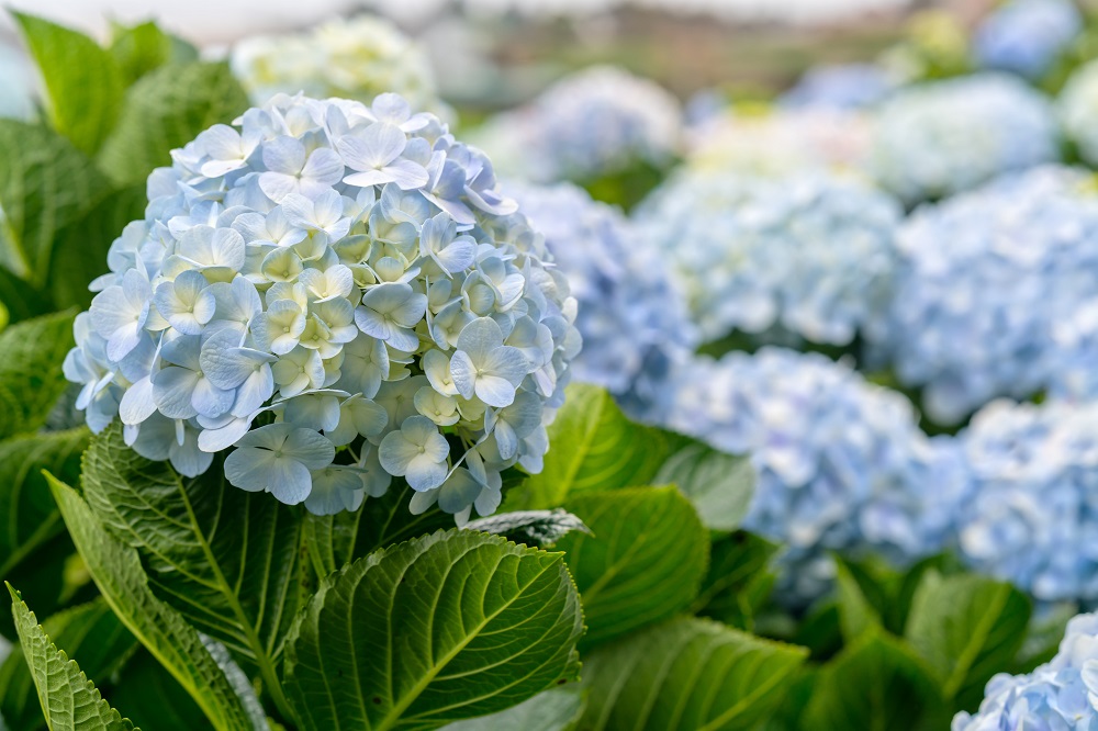 Hydrangeas 1000px