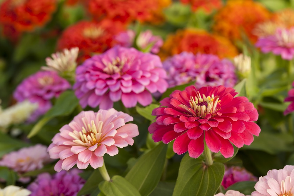 Zinnias 1000px