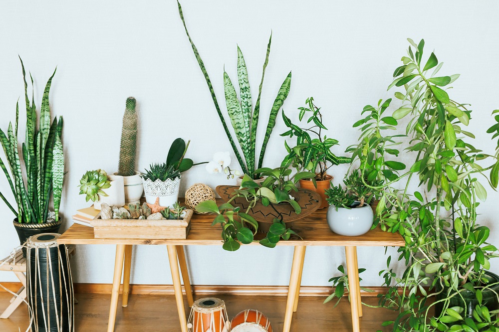 Indoor plants on a table.