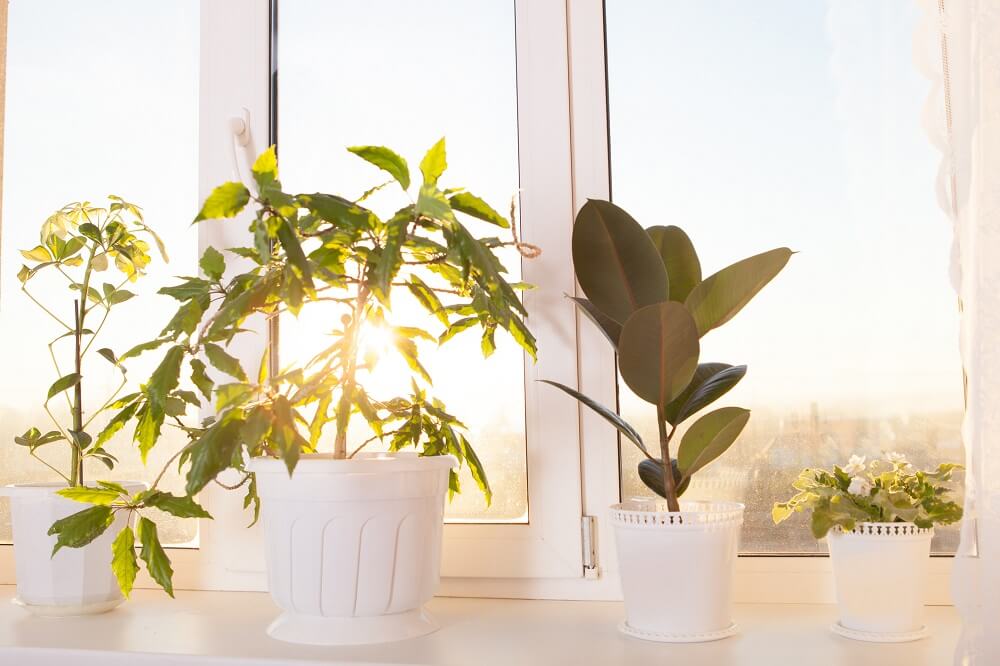 Sunlight on indoor plants at window.
