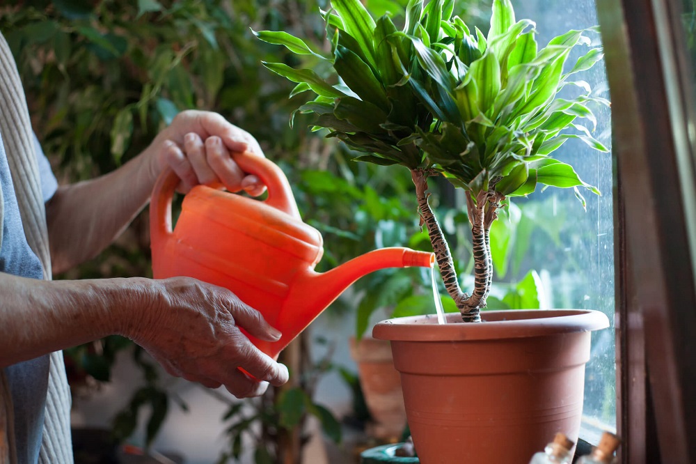 Watering an indoor plant.