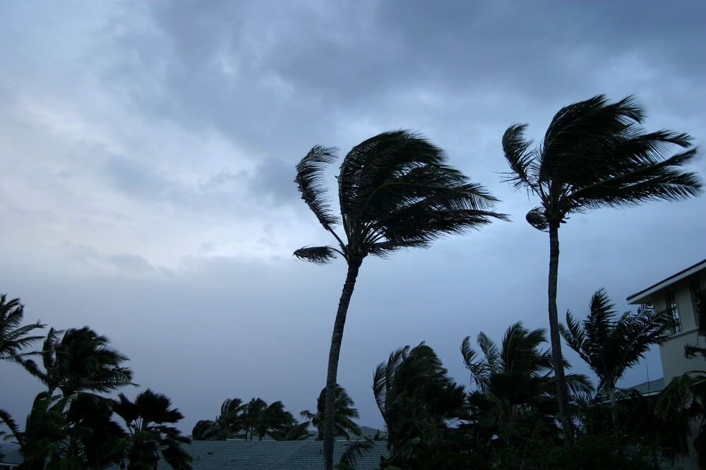 Palms trees bend during a cyclone.