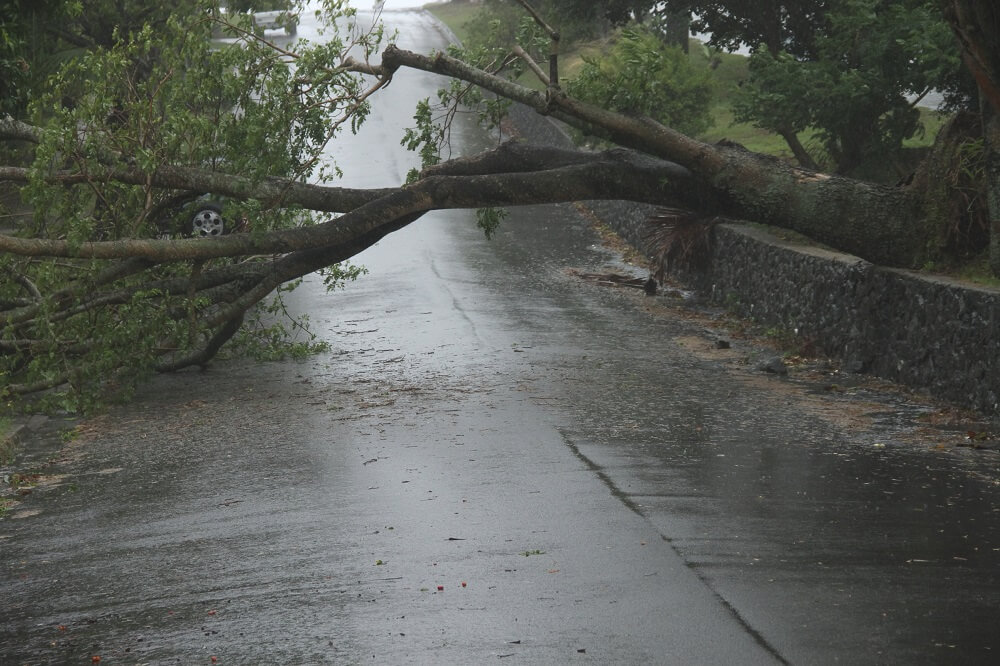 A tree blown over in a storm blocks a road.