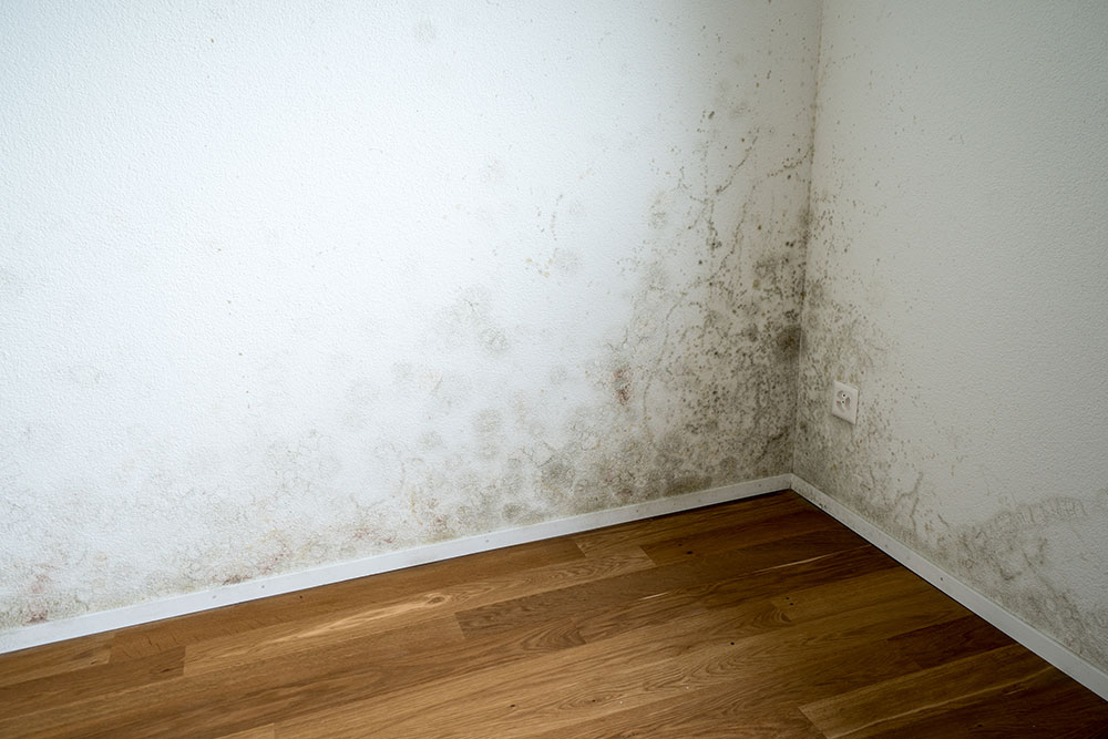 Mould on wall in house
