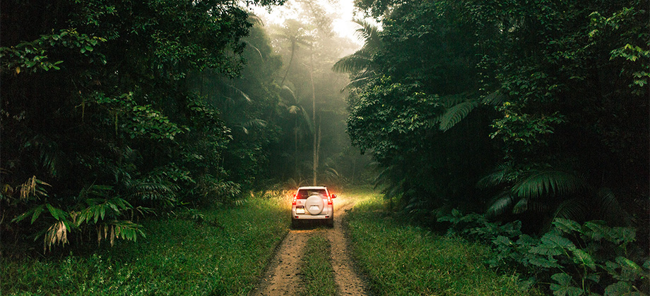 White 4wd driving between trees in Eungella National Park