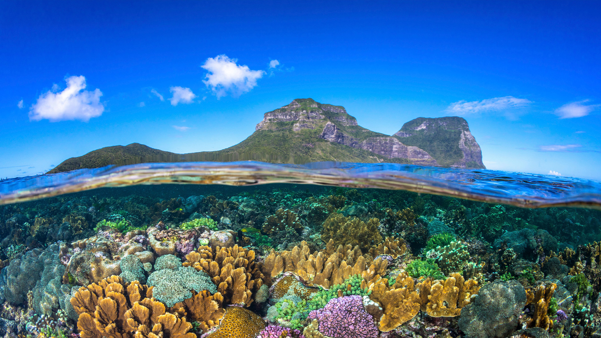 Coral gardens surrounding Lord Howe Island with views of Mount Lidgbird and Mount Gowe