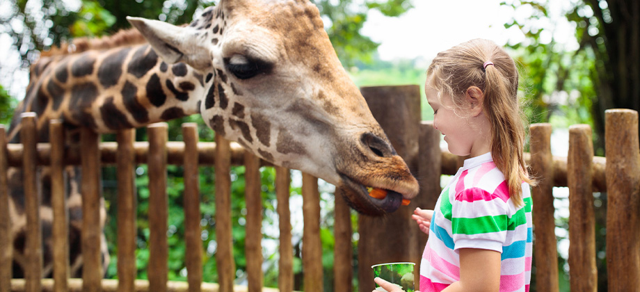 australia zoo girl feeding giraffe