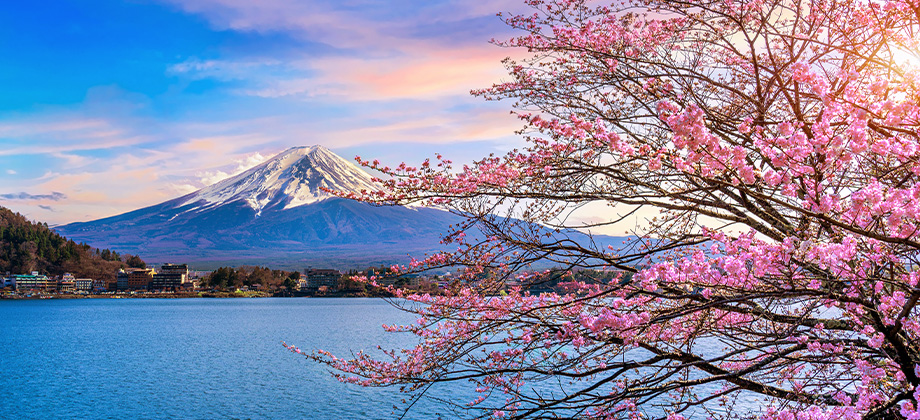 Mt Fuji during cherry blossom season in Japan