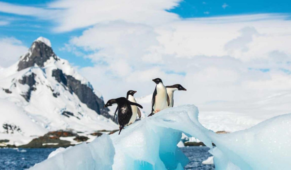 Penguins in Antarctica standing on an ice formation