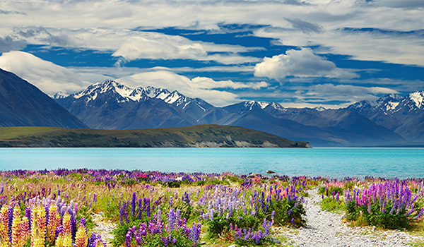 travel lake with flowers and mountain