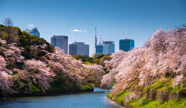 skyline of park in tokyo city lined with cherry blossom trees along a river