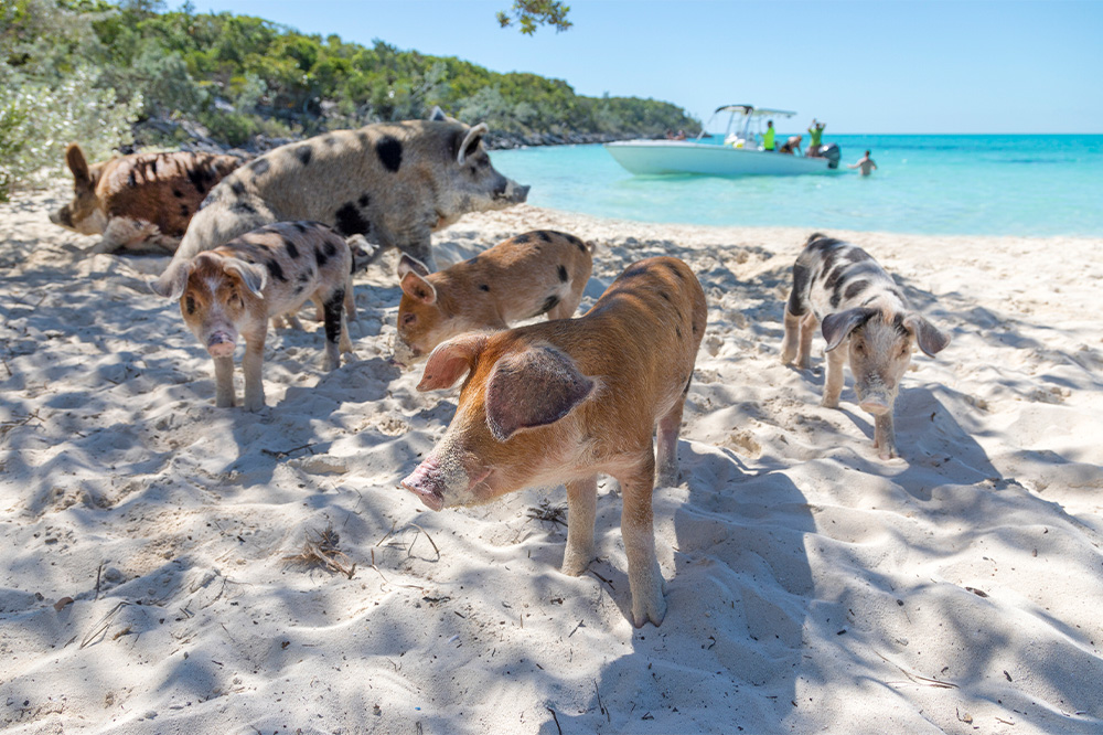 PIGS ON A BEACH swimming pigs Exumas Bahamas