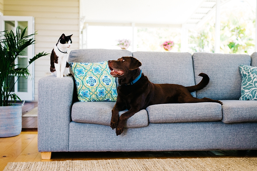 Cat and dog on a couch outdoors